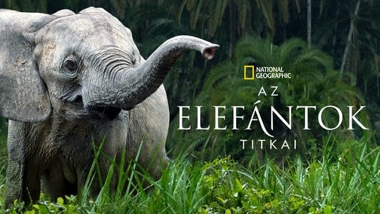 Secrets of the Elephants