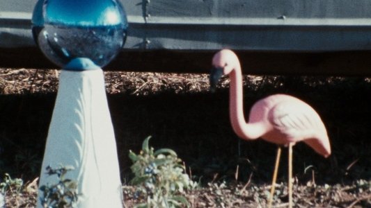 Pink Flamingos