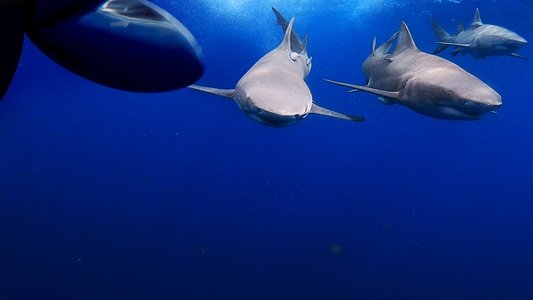 Jaws vs. Boats
