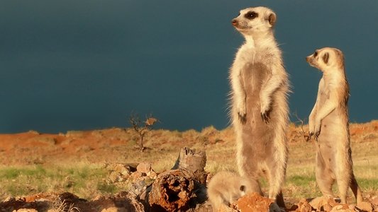 Clan of the Meerkat