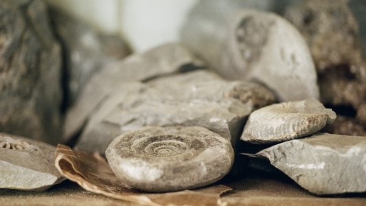 Ammonite