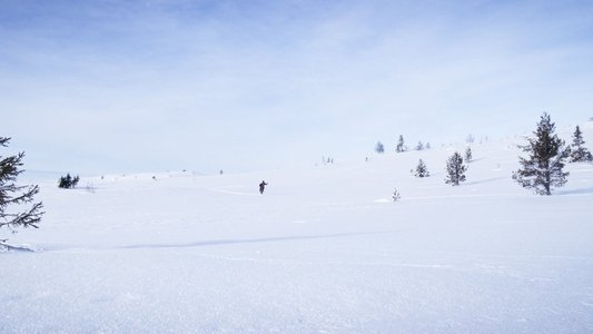Ulvejakt
