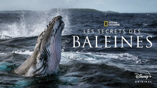 Secrets of the Whales