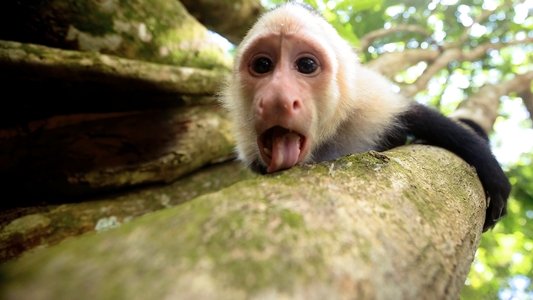 Untamed Costa Rica with Filipe DeAndrade