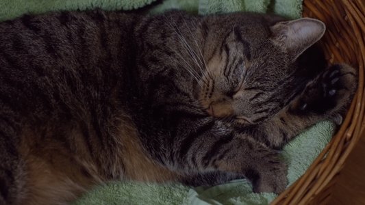 Kater