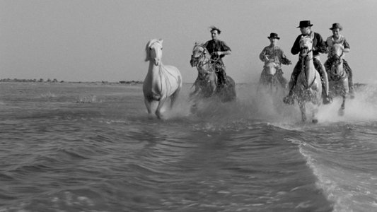 Crin blanc: Le cheval sauvage