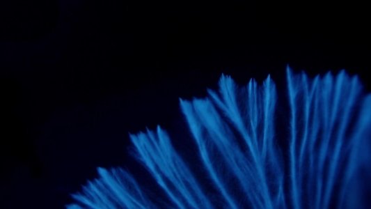 The Kingdom: How Fungi Made Our World
