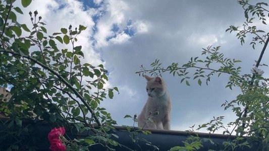 Inside the Mind of a Cat