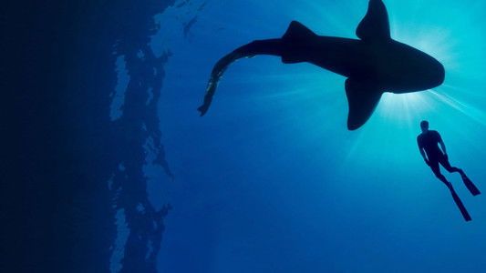 Shark with Steve Backshall
