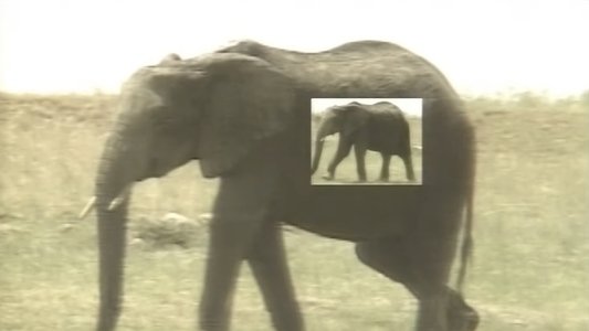 African Animal Puzzle