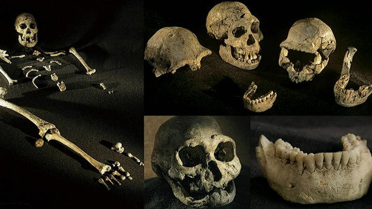 Becoming Human: Unearthing Our Earliest Ancestors
