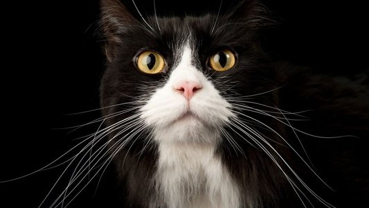 Comment le chat a conquis le monde