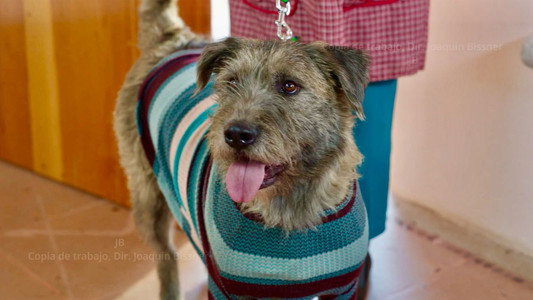 Perro Que Ladra... No Muerde