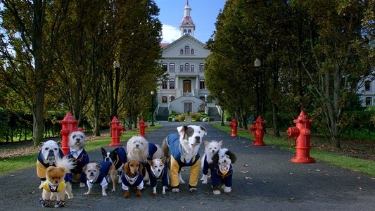 Pup Academy