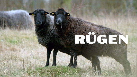 Rügen - Weiße Felsen, grüne Wälder