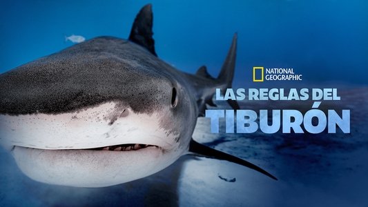 Big Sharks Rule