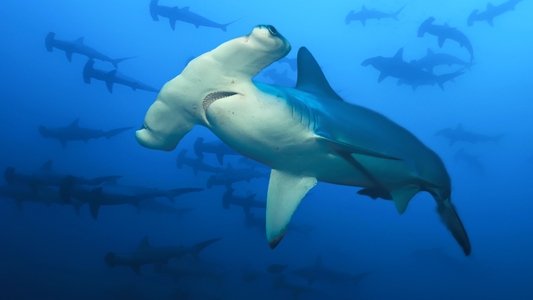 Sharkcano: Hawaii