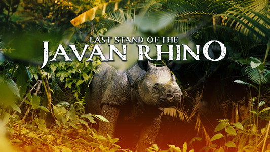 Last Stand Of The Javan Rhino