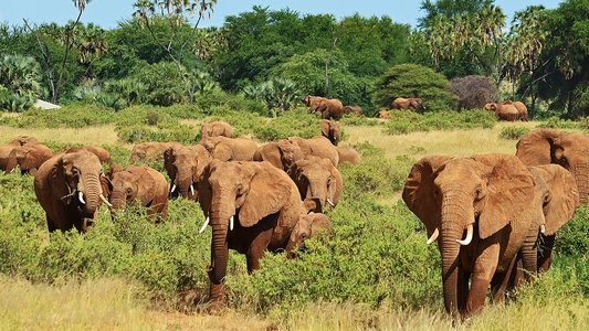 Nature's Epic Journeys