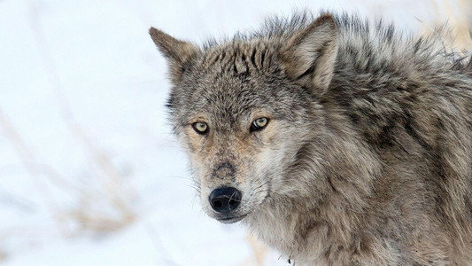 Yellowstone - Das Geheimnis der Wölfe