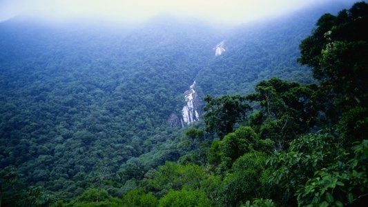 Jungle