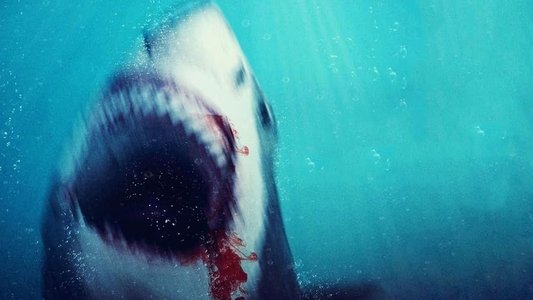 Bull Shark 2
