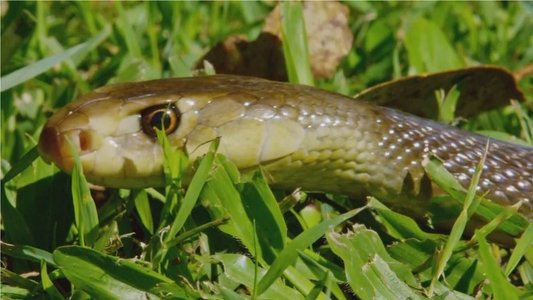 Snake Island: Wild & Deadly