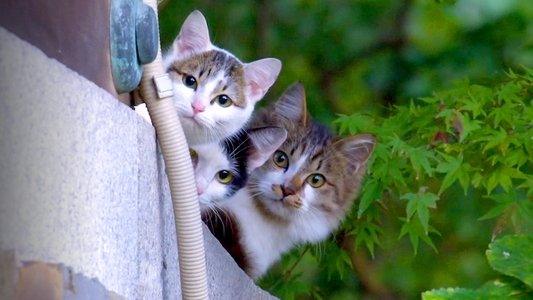 A Cat's-Eye View of Japan
