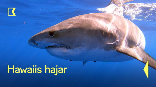 Sharks of Hawaii