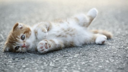 ネコナデ