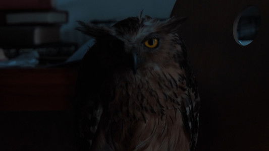 Anatomi Burung Hantu