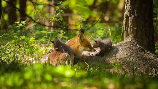 The Secret Life of Fox Cubs