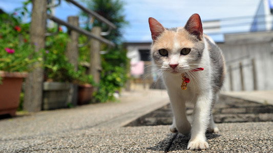 先生と迷い猫