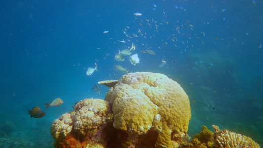 Great Barrier Reef 4K