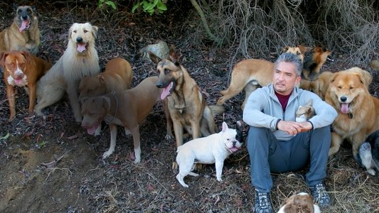 Dog Whisperer