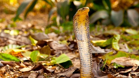 Cobra Mafia