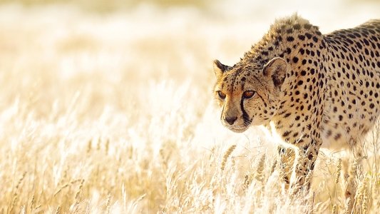 The Hunt