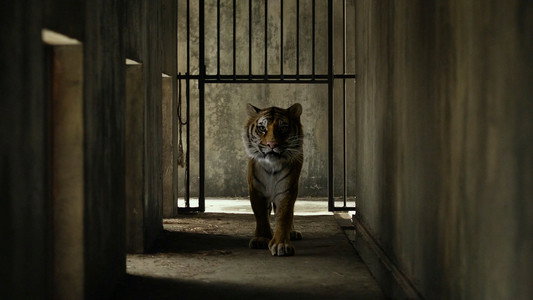 Life of Pi