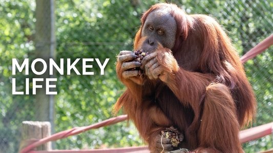 Monkey Life