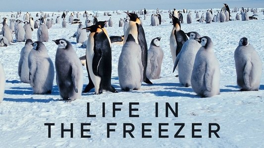 Life in the Freezer