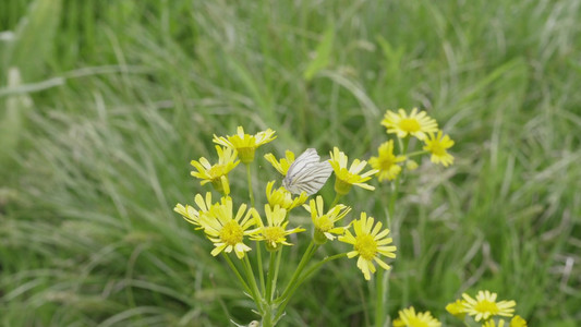 リトル・フォレスト 冬・春