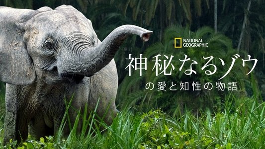 Secrets of the Elephants