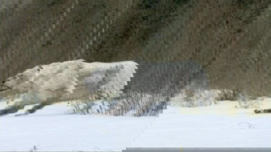 Walking with Beasts