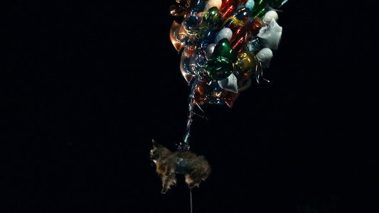 Project X