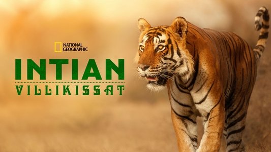Wild Cats of India