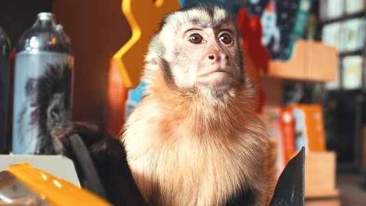 Akiko, der fliegende Affe