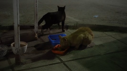 Ψάχνοντας τους Γατανθρώπους