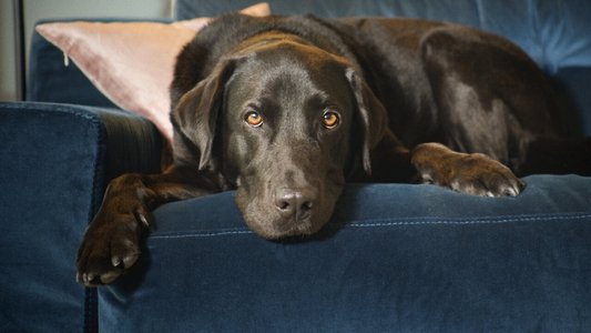 The Secret Life of Our Pets