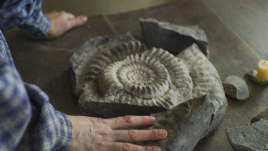 Ammonite