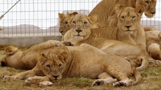 Lion Ark